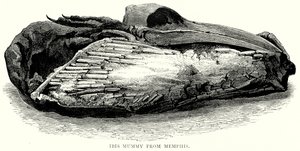 Ibis-mummie uit Memphis (gravure) door English School