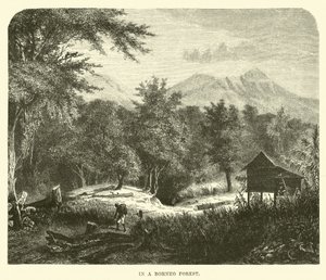 In een Borneo Bos