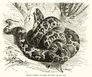Indische Python die zijn prooi verplettert