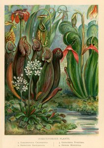 Insectenetende planten