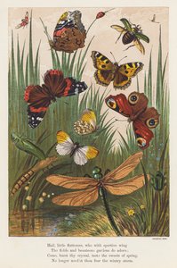 Insecten