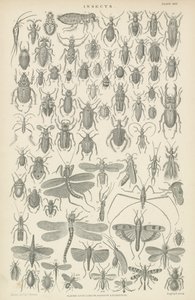 Insecten