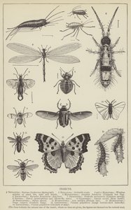 Insecten door English School