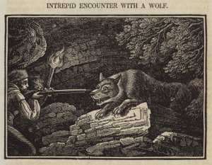 Onverschrokken Confrontatie met een Wolf