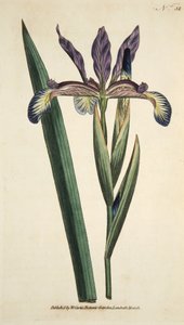 Iris Spuria (Spurieuze Iris), uit The Botanical Magazine or Flower Garden Displayed, uitgegeven 1790 (handgekleurde gravure) door English School