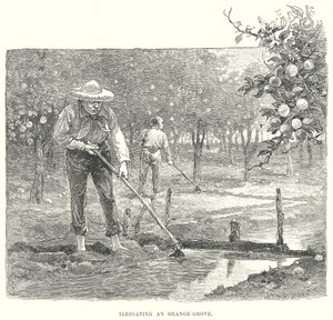 Het bevloeien van een sinaasappelgaard (gravure) door English School