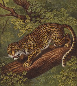 Jaguar