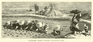 Japanse Rijstvelden, rijst planten