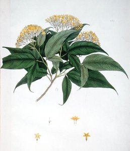 Jasminum Heterophyllum