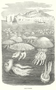 Geleivissen (gravure) door English School