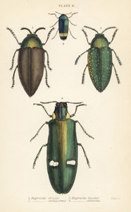 Juweelkevers: Buprestis chrysis 1, Buprestis sternicornis 2, Buprestis bicolor 3, Buprestis amoena 4 door English School