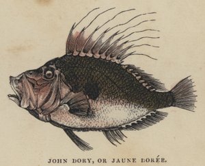 John Dory, of Jaune Doree door English School