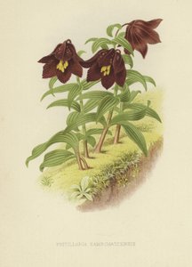 Kamtsjatka fritillaria of Kamtsjatka lelie door English School