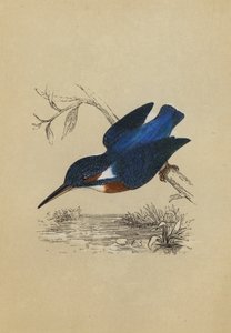IJsvogel