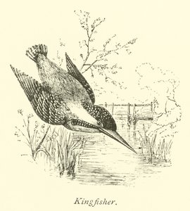 IJsvogel door English School