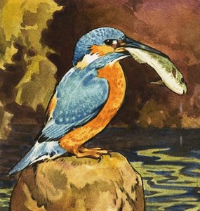 IJsvogel met vis