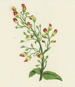 Knopige Helmkruid, Scrophularia Nodosa door English School