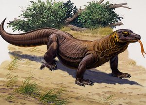 Komodovaraan (gouache op papier) door English School