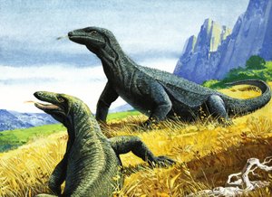 Komodovaraan (gouache op papier)