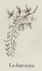 Laburnum (gravure) door English School
