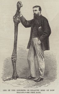 Poot van de Dinornis, of Gigantische Vogel van Nieuw-Zeeland door English School