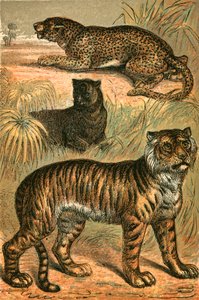 Luipaard, zwarte panter en tijger