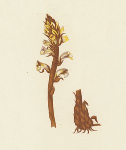 Kleine Bremraap, Orobanche Minor