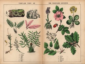 Korstmos, schimmel, algen, mos, varen, gras, palm, orchidee, roos, aurikel, clematis en eik, uit "The Instructive Picturebook, or Lessons from the Vegetable World," [Charlotte Mary Yonge], Edinburgh