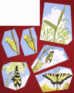 Levenscyclus van de Vlinder