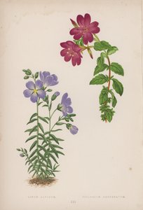 Linum Alpinum; Epilobium Obcordatum (kleur litho) door English School