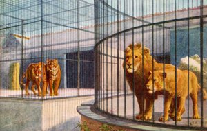 Leeuwen en tijgers in de dierentuin