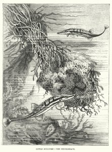 Kleine bouwers, de stekelbaars (gravure) door English School
