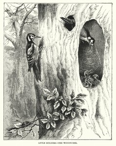 Kleine bouwvakkers, de specht (gravure) door English School