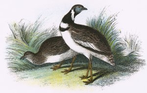 Kleine trapgans