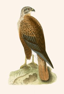 Langpootbuizerd, illustratie uit 