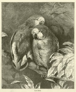 Liefdesvogels (gravure)