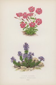 Lychnis Lagascae; Veronica Nummularia