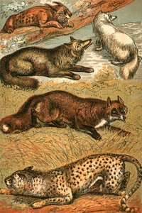 Lynx, kruisvos, poolvos, gewone vos en cheetah