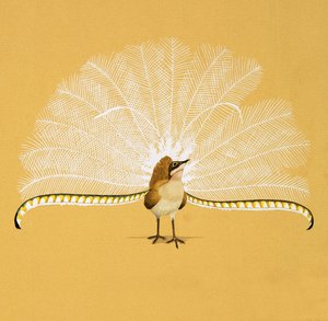 Lier vogel
