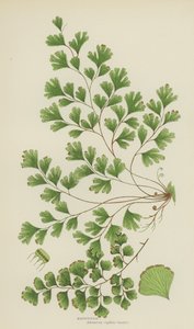 Venushaar