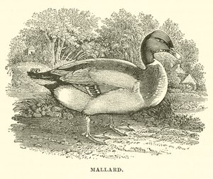 Wilde eend (gravure)