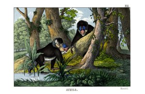 Mandril