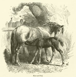 Merrie en veulen (gravure) door English School