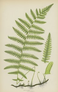 Moerasvaren