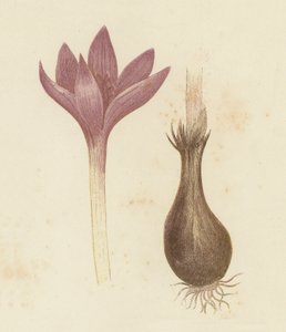 Herfsttijloos, Colchicum Autumnale door English School