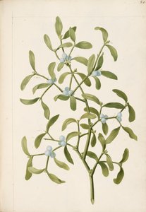 Maretak. Een half-parasitaire plant, c.1664
