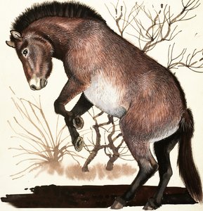 Mongools wild paard