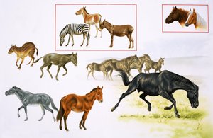 Montage van paarden en paardachtige dieren