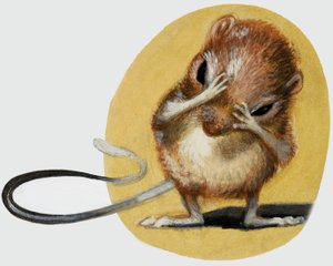 Muis