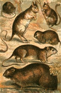Muis, Jerboa, Rat, Muskusrat, Hazelmuismuis en Veldmuis door English School